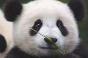 双儿熊猫爆料视频下载,揭秘视频背后的精彩故事