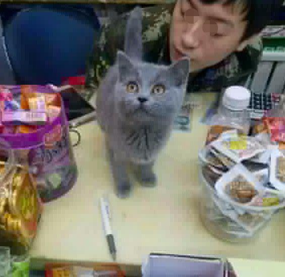 猫咪再见娱乐吃瓜酱